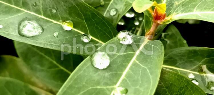 雨粒がついた葉４　 雨粒,水滴,水の写真素材