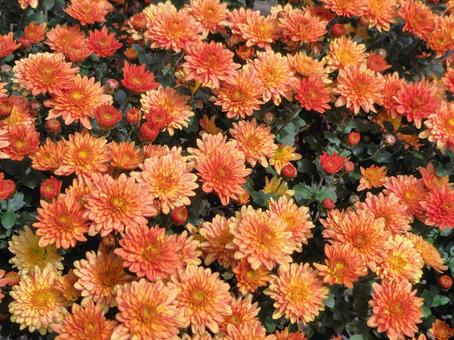 オレンジの満開のガーデンマム ガーデンマム,オレンジ,花の写真素材