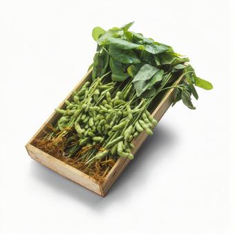 枝豆 木箱詰め 枝豆 木箱詰め 枝豆,木箱詰め,木箱の写真素材