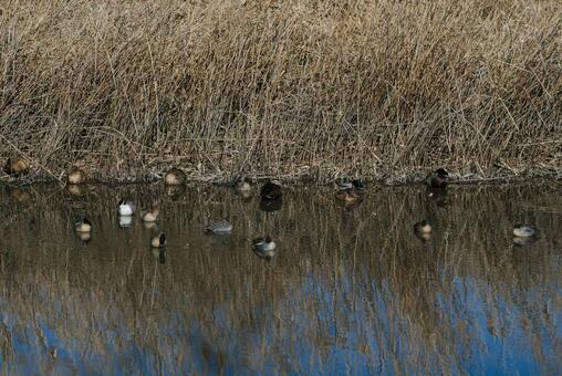 草陰でくつろぐ鴨の群れ コガモ,オナガガモ,マガモの写真素材
