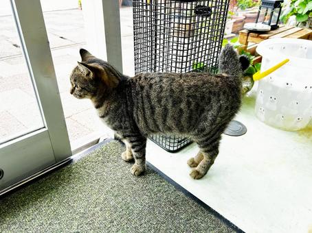 外の様子を伺う鍵シッポの保護猫 サバトラ猫,ノラ猫,鍵シッポの写真素材