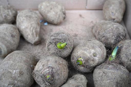 里芋の種芋の芽出し02の写真