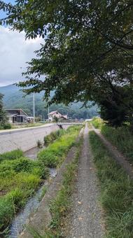 みち みち,葉,緑の写真素材