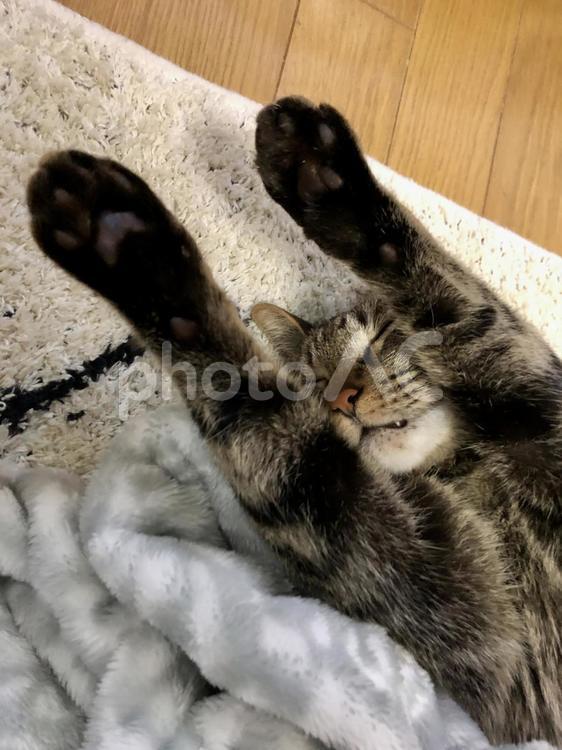 キジトラ　猫　バンザイ　寝てる 猫,ねこ,キャットの写真素材
