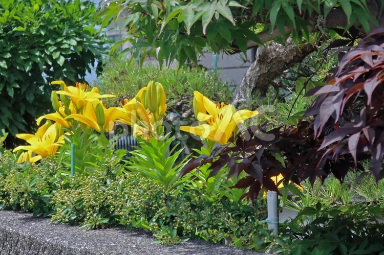 植木に囲まれて咲く黄色の百合 カラフル,ユリ,ユリ根の写真素材