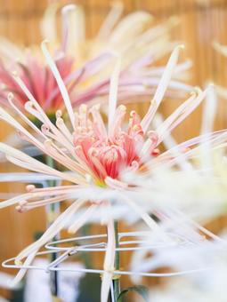 菊 菊 菊,菊の花,キクの写真素材