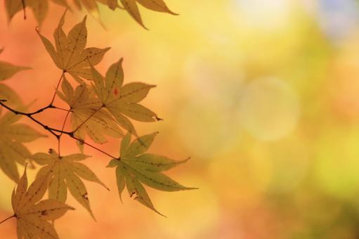 色づく紅葉 色づく紅葉の写真