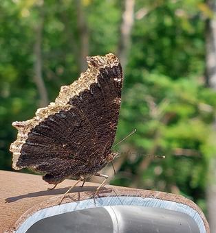 キベリタテハの写真