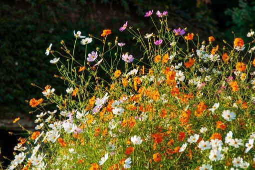 コスモスの里 秋,花,コスモスの写真素材
