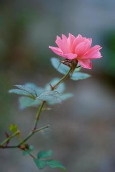 バラ バラの写真