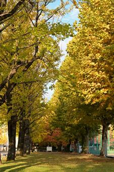 五福公園の紅葉 紅葉,風景,植物の写真素材