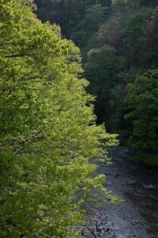 新緑の木々と輝く渓流の美しさ 新緑の木々と輝く渓流の美しさ 新緑,山河,渓流の写真素材