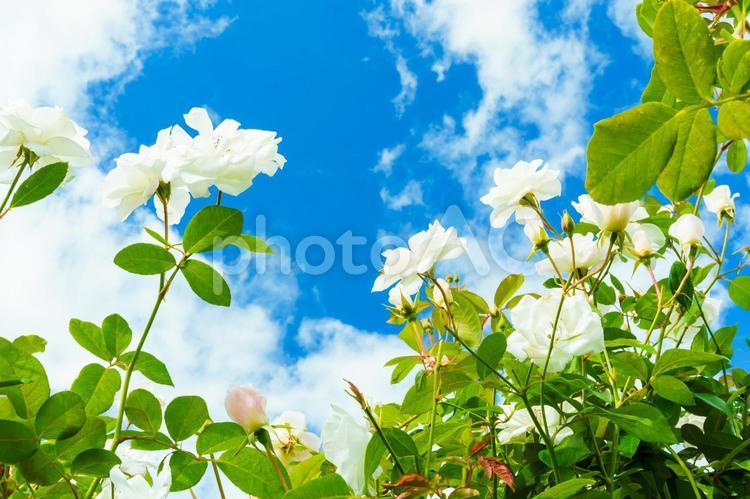 バラ畑から見上げる青空のイメージ バラ,白薔薇,空の写真素材