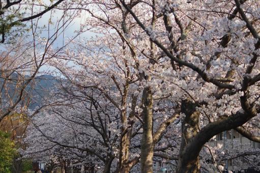 さくら さくら 春,さくら,空の写真素材