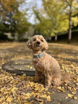 マルプー　けんけん マルプー,小型犬,ミックス犬の写真素材