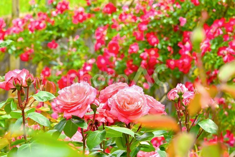 きれいに咲いた薔薇の花　 バラ,薔薇,花の写真素材