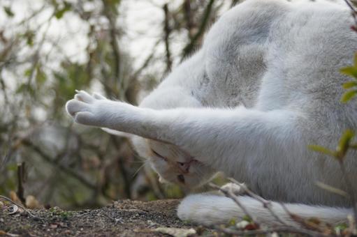 ねこ ねこ にゃんこ,可愛い,野良猫の写真素材