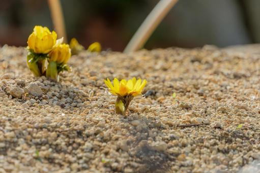 地面から顔を出す福寿草 地面から顔を出す福寿草の写真