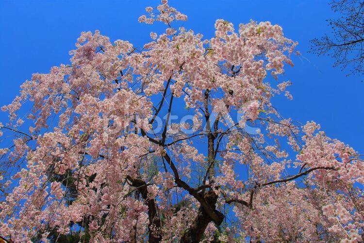 しだれ桜 桜,青空,枝垂桜の写真素材