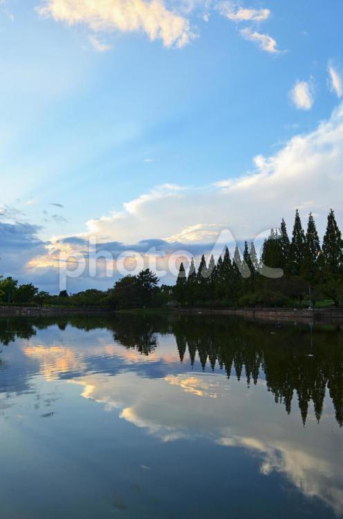 城北公園の夕景7 城北公園,水面反射,大阪の写真素材