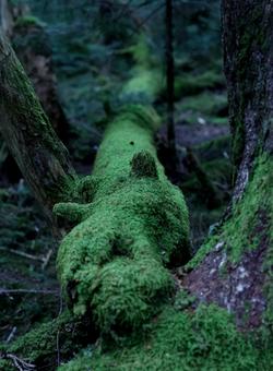 もののけの森 もののけの森 もののけの森,苔,グリーンの写真素材
