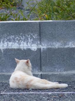 ネコ4 ネコ4の写真
