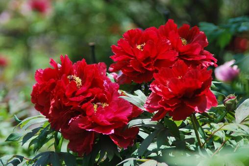 ボタンの花 ボタンの花の写真