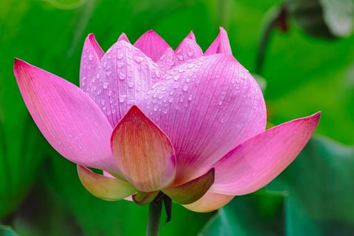 Photo, ancient lotus, lotus, lotus flower, 