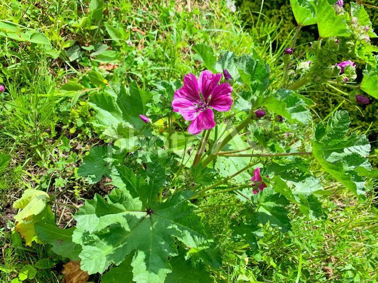 美しいマロウの花 お花,花びら,生き生きの写真素材