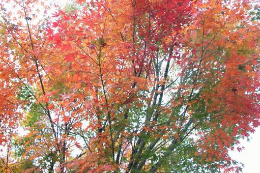 紅葉 紅葉の写真