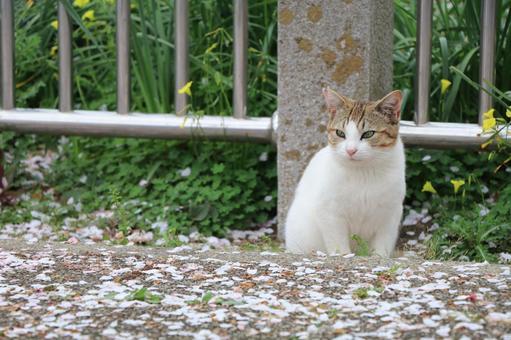 公園で見つめる野良猫 公園で見つめる野良猫 野良猫,猫,公園の写真素材