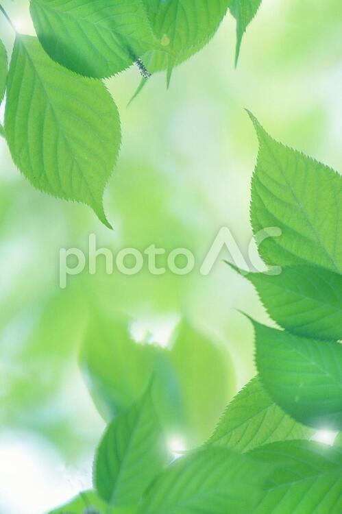 新緑イメージ(縦構図) 自然,植物,樹木の写真素材