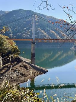 九頭竜川夢のかけはし　箱ヶ瀬橋　福井県秋 夢のかけはし,吊り橋,ブリッジの写真素材