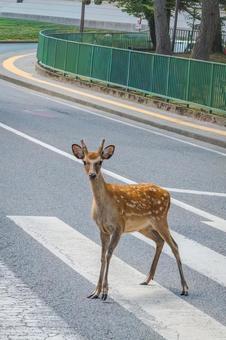横断歩道に現れた奈良の鹿002 横断歩道に現れた奈良の鹿002の写真