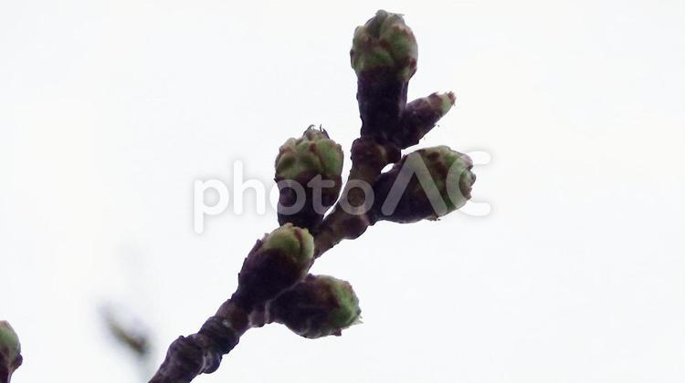 開花前の桜のかたい蕾・2 桜,つぼみ,枝の写真素材
