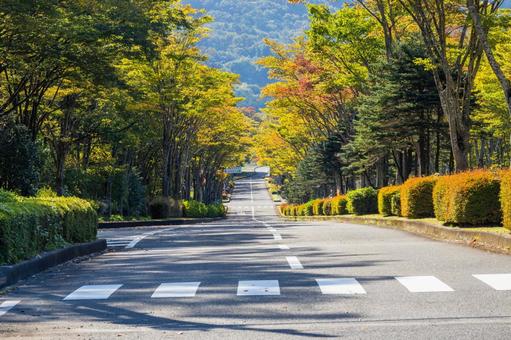 色づく木々⒃ 色づく木々⒃ 葉,秋,色づきの写真素材