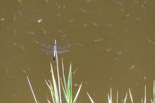 水辺の枝にとまるシオカラトンボ 水辺の枝にとまるシオカラトンボの写真