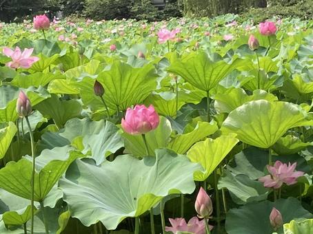 ハス ハス ハス,蓮,花びらの写真素材