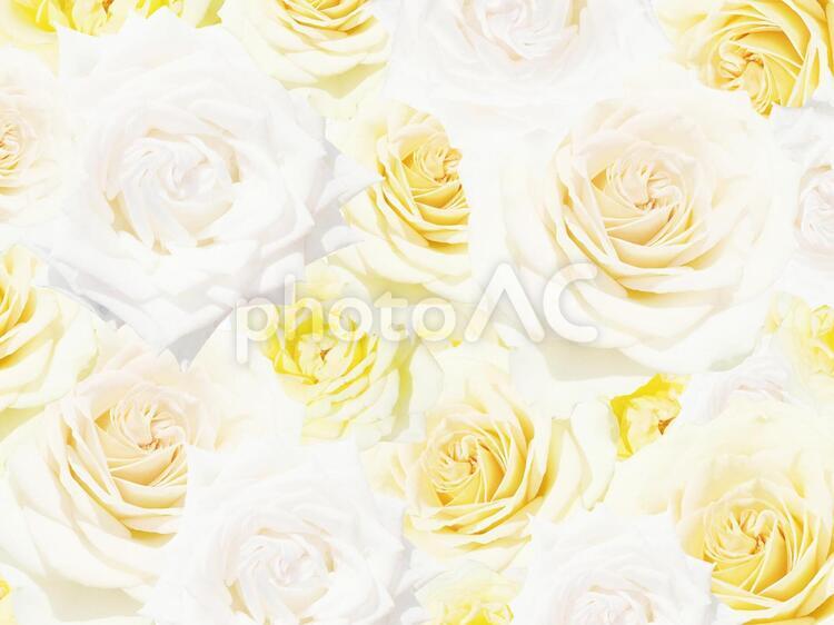 薔薇の背景　白と黄色 薔薇,テクスチャ,黄色の写真素材