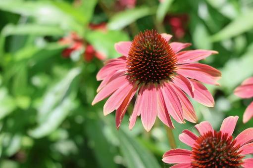 赤色のムラサキバレンギクの花のアップ 赤色のムラサキバレンギクの花のアップの写真
