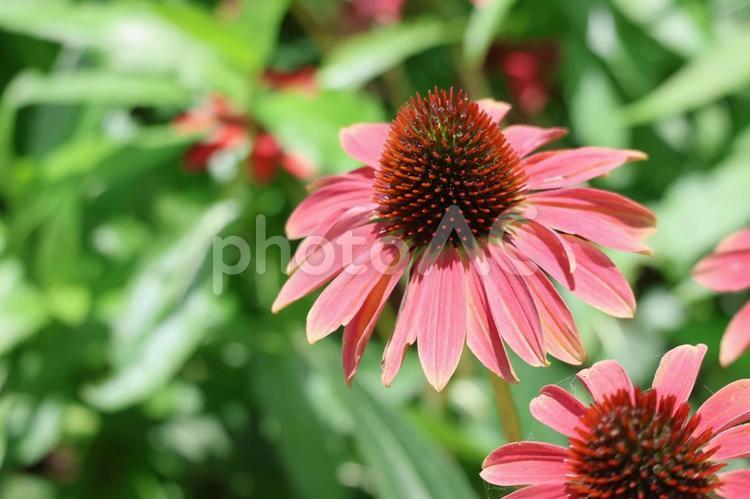 赤色のムラサキバレンギクの花のアップ 赤色,ムラサキバレンギク,花の写真素材