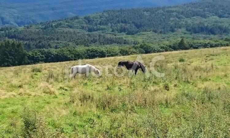高原の草をはむ馬たち 高原,草,白い馬の写真素材