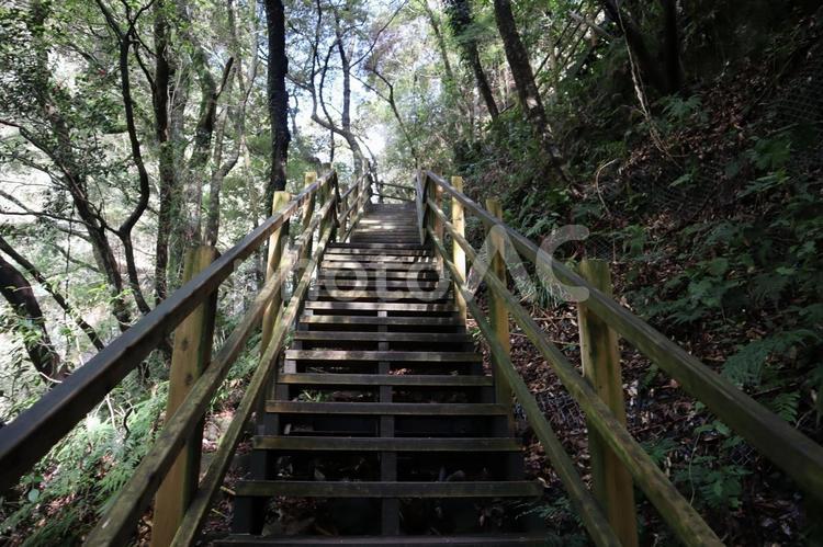 緑の樹々の山の中の木製の遊歩道の階段 緑,樹々,山の写真素材