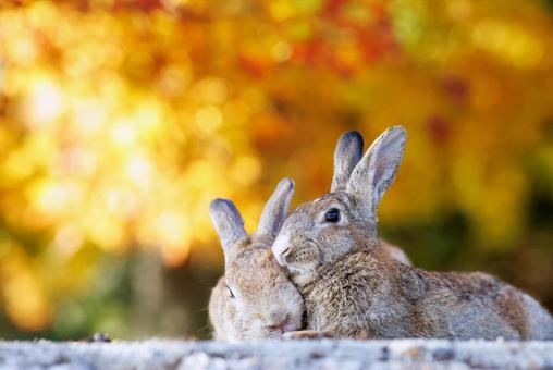 The rabbits of Okunoshima, JPG The rabbits of Okunoshima, JPG