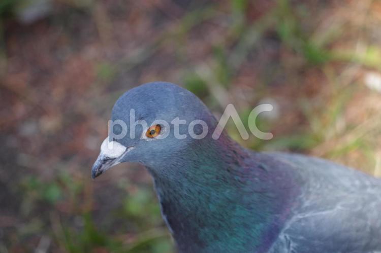 警戒心無く近寄って来た鳩 鳩,鳥,野鳥の写真素材