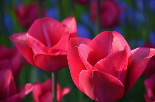 Pink tulips, JPG Pink tulips, JPG
