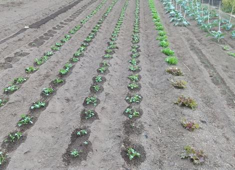 秋の野菜畑の風景② 野菜,野菜畑,栽培の写真素材