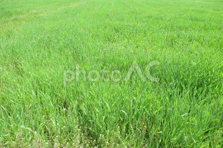 4月、田畑で見るグリーングラス 畑,田畑,農地の写真素材
