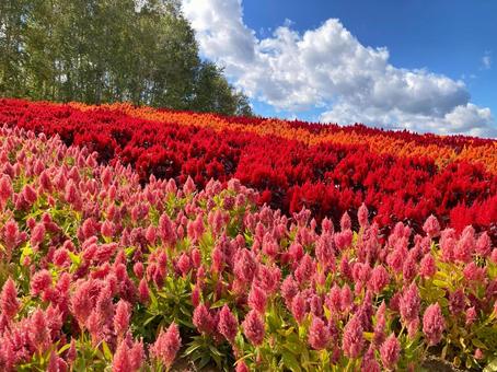 カラフルなケイトウの花畑(北海道美瑛町) カラフルなケイトウの花畑(北海道美瑛町) ケイトウ,花,花畑の写真素材