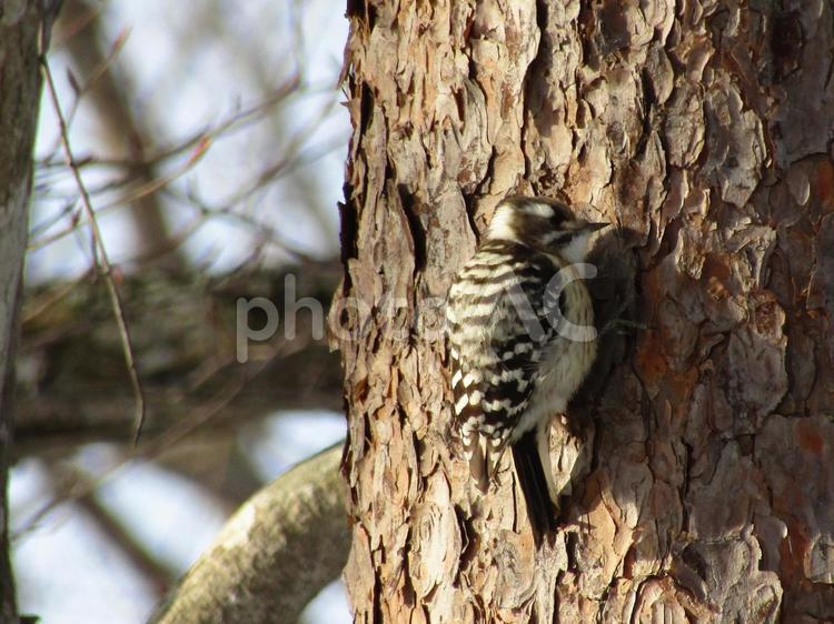 木の幹に留まるコゲラ（小啄木鳥） コゲラ,小啄木鳥,野鳥の写真素材